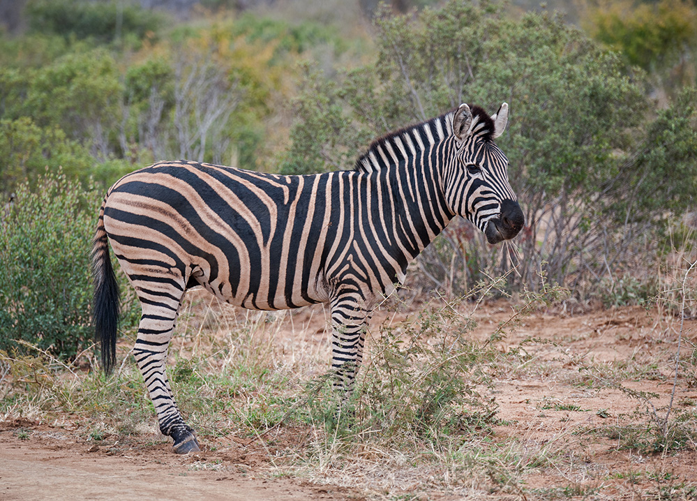Madikwe Game Reserve Zebra 1